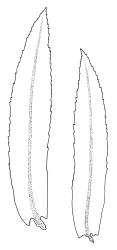 Goniobryum subbasilare, leaves. Drawn from W. Martin 245.13, CHR 608307, and G.O.K. Sainsbury 3223, CHR 483597.
 Image: R.C. Wagstaff © Landcare Research 2016 